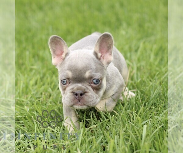Medium Photo #4 French Bulldog Puppy For Sale in GORDONVILLE, PA, USA