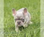 Small #3 French Bulldog