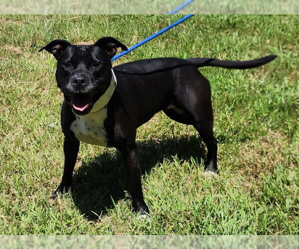Medium Photo #2 American Pit Bull Terrier-Unknown Mix Puppy For Sale in Wetumpka, AL, USA
