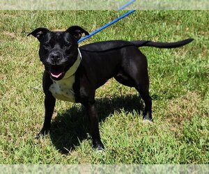 260905  Sunny - Female American Pit Bull Terrier-Unknown Mix Dog for Adoption - Photo #2