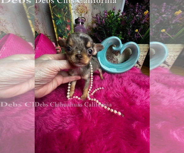 Medium Photo #2 Chihuahua Puppy For Sale in TRACY, CA, USA