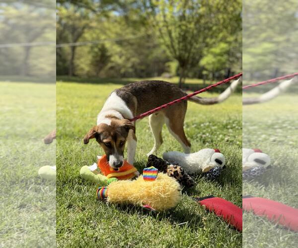 Medium Photo #5 Australian Shepherd-Unknown Mix Puppy For Sale in Yardley, PA, USA