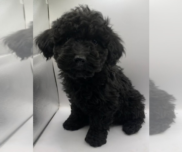 Medium Photo #10 Cavapoochon (Miniature) Puppy For Sale in BLUE MOUND, TX, USA