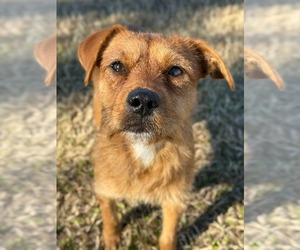 Mutt Dogs for adoption in Brooksville, FL, USA