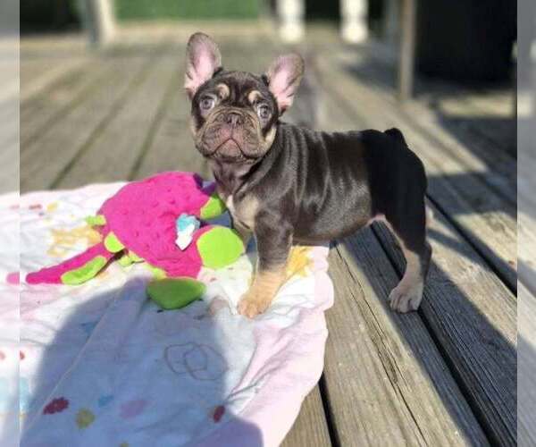 Medium Photo #6 French Bulldog Puppy For Sale in BOSTON, KY, USA