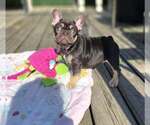 Small #5 French Bulldog