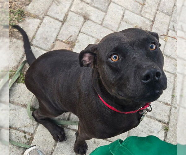 Medium Photo #1 American Pit Bull Terrier-Unknown Mix Puppy For Sale in Ocala, FL, USA
