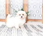 Small Photo #4 Lhasa-Poo Puppy For Sale in NAPLES, FL, USA