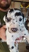 Small Photo #7 Great Dane Puppy For Sale in DEVINE, TX, USA