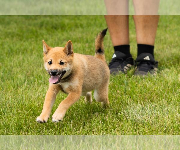 Medium Photo #4 Shiba Inu Puppy For Sale in MILLERSBURG, IN, USA