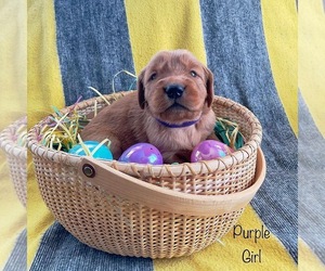 Golden Retriever Puppy for sale in EMLENTON, PA, USA