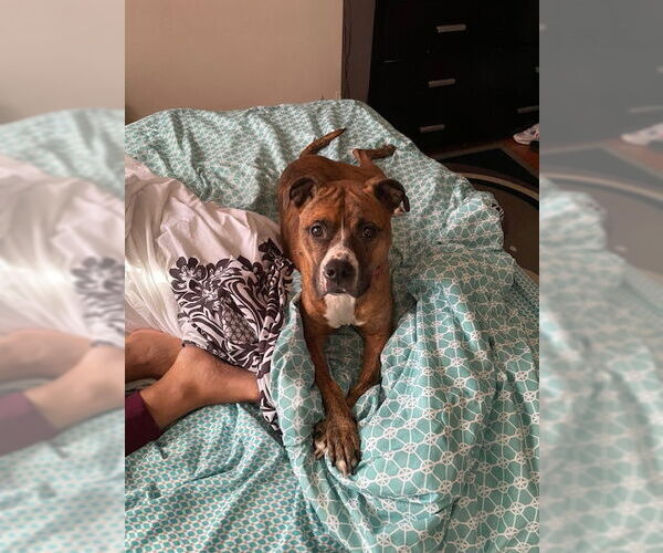 Medium Photo #1 American Staffordshire Terrier-Unknown Mix Puppy For Sale in COLUMBIA, MD, USA