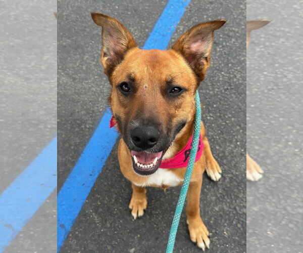 Medium Photo #4 German Shepherd Dog-Unknown Mix Puppy For Sale in Newport Beach, CA, USA