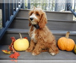Small Photo #2 Cavapoo Puppy For Sale in MILLERSBURG, OH, USA