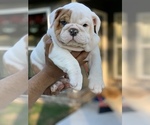 Small Photo #5 Bulldog Puppy For Sale in BRKN ARW, OK, USA