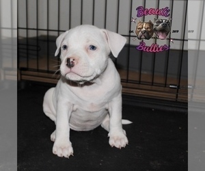 American Bully Puppy for sale in LEWISBURG, TN, USA