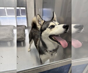 Siberian Husky Dogs for adoption in Rowlett, TX, USA