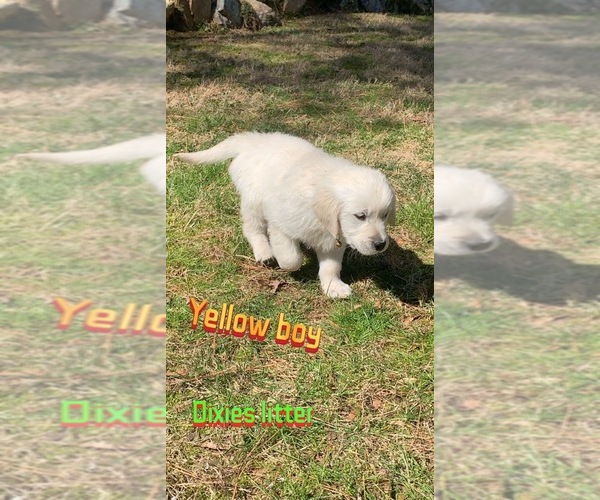 Medium Photo #4 Golden Retriever Puppy For Sale in ADAIRSVILLE, GA, USA