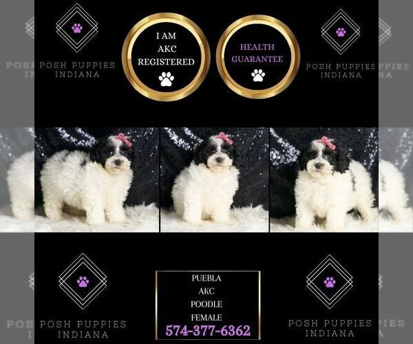 Medium Photo #111 Poodle (Toy) Puppy For Sale in WARSAW, IN, USA
