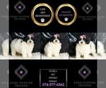 Small Photo #111 Poodle (Toy) Puppy For Sale in WARSAW, IN, USA