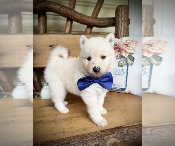 Medium Photo #21 Pomsky Puppy For Sale in VENUS, PA, USA