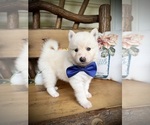Small Photo #21 Pomsky Puppy For Sale in VENUS, PA, USA
