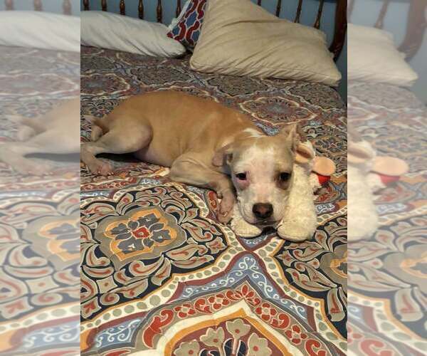 Medium Photo #4 Mutt Puppy For Sale in New York, NY, USA