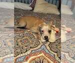 Small #3 Mutt