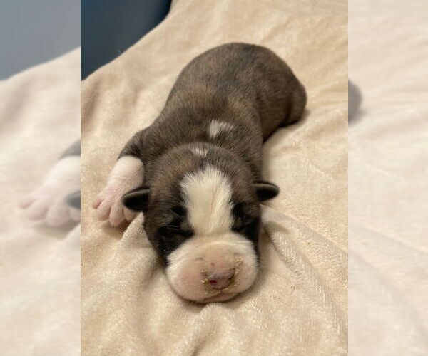 Medium Photo #1 Siberian Husky Puppy For Sale in HESPERIA, CA, USA