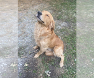 Father of the Golden Mountain Dog puppies born on 09/06/2025