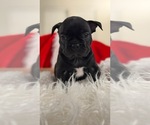Puppy Murphy Faux Frenchbo Bulldog