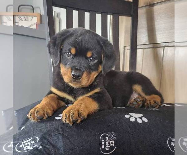 Medium Photo #6 Rottweiler Puppy For Sale in FRANKLIN, IN, USA