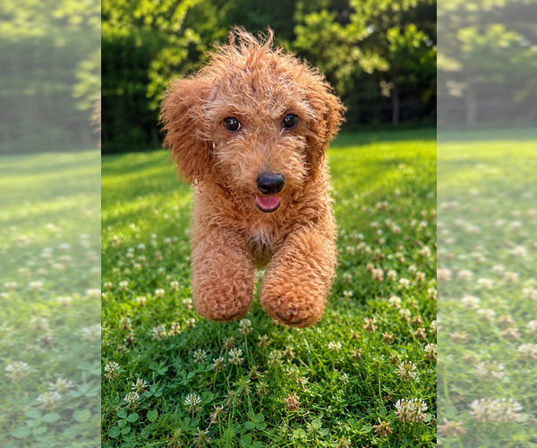 Medium Photo #38 Goldendoodle mix (+ Poodle Miniature) Puppy For Sale in DURHAM, CT, USA