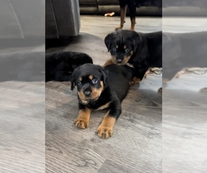 Rottweiler Puppy for sale in ELIZ CITY, NC, USA