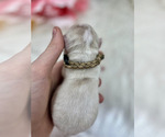 Small Photo #8 Australian Labradoodle Puppy For Sale in BRUSH PRAIRIE, WA, USA