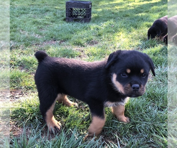 Medium Photo #6 Rottweiler Puppy For Sale in VONORE, TN, USA