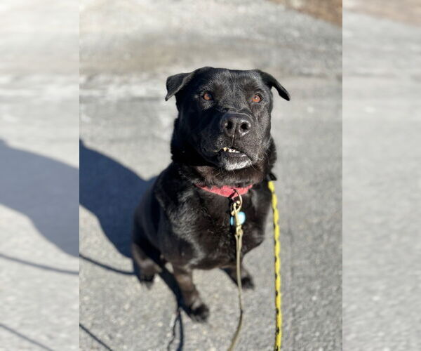 Medium Photo #23 Labrador Retriever-Unknown Mix Puppy For Sale in Brewster, NY, USA