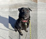 Small #22 Labrador Retriever Mix