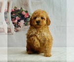 Puppy 0 Poodle (Miniature)