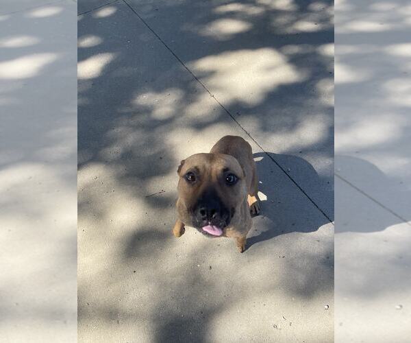 Medium Photo #14 American Pit Bull Terrier-Unknown Mix Puppy For Sale in Princeton, MN, USA