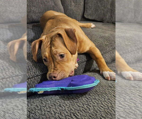 Medium Photo #2 American Pit Bull Terrier-Unknown Mix Puppy For Sale in Plymouth, MN, USA