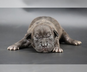 American Bully Puppy for sale in CHAMPAIGN, IL, USA