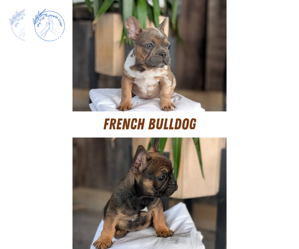 Medium Photo #1 French Bulldog Puppy For Sale in GOSHEN, IN, USA