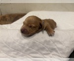 Small #3 Dachshund