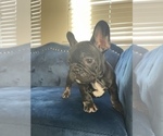 Small Photo #10 French Bulldog Puppy For Sale in SCOTTSDALE, AZ, USA