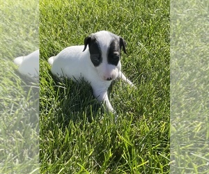 Italian Greyhound Puppy for sale in ASHBY, NE, USA