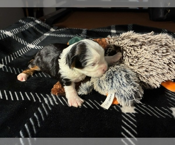 Medium Photo #7 Yorkshire Terrier Puppy For Sale in SCHERTZ, TX, USA