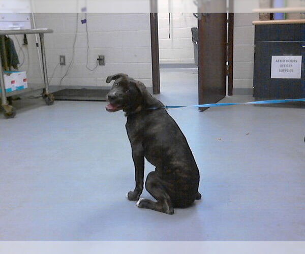 Medium Photo #1 Mutt Puppy For Sale in Fayetteville, NC, USA