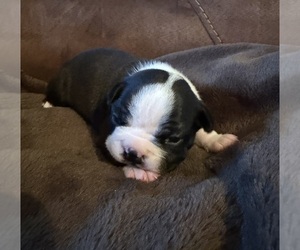 Boston Terrier Puppy for Sale in GARFIELD, Arkansas USA