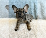 Puppy 1 French Bulldog